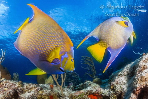 Angels in paradise,Cozumel México by Alejandro Topete 